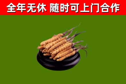 婺城烟酒回收冬虫夏草.jpg