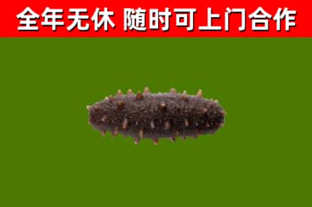 婺城烟酒回收干海参.jpg
